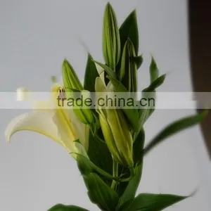 High Grade Siberia Little Lily Flowers thumbnail-1