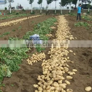 2015 Potato With Good Price thumbnail-3