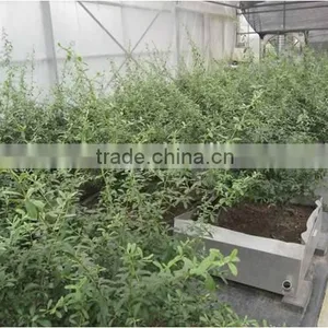 Roof Garden Bitumen Anti-root Puncture Waterproof Membrane thumbnail-1