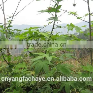 High Mountain Chinese Best Green Sweet Tea thumbnail-3