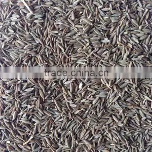 Fennel Seed With Good Quality From CHINA for Sale thumbnail-3