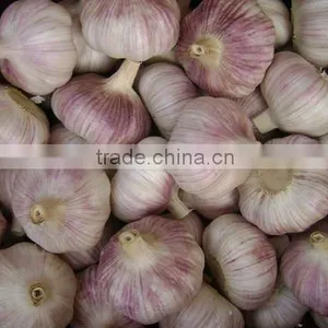 Normal White Garlic thumbnail-1
