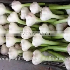 Garlic thumbnail-4