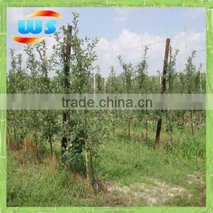 Tonkin Cane Bamboo Cane thumbnail-1