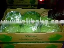Fresh Quality Egypt Cabbage thumbnail-1