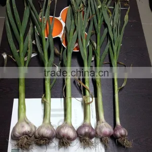 Liliaceous Vegetabless Product Type and Garlic 2017 thumbnail-6