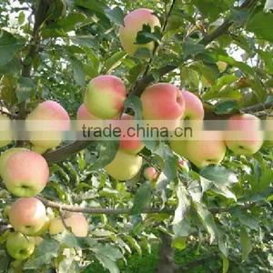Supply Shaanxi Fresh Red Green Qinguan Apple 90#,95#,100# thumbnail-1