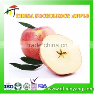 2016 New Season Natural Healthy Liaoning Hanfu Red Apple thumbnail-1