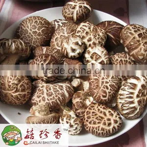 Export Price For Dried Organic Shiitake Mushroom 1kg thumbnail-3