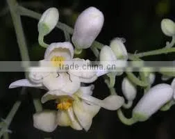 Moringa Oil thumbnail-1