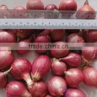 High Quality Fresh Onion From Kego Vietnam thumbnail-4
