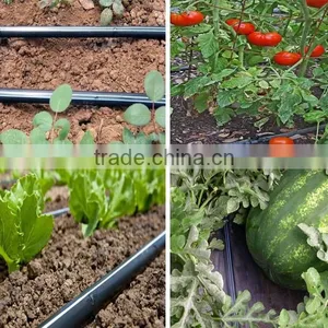 Linear Type Double Line Drip Tape for Drip Irrigation System thumbnail-4