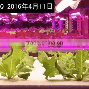 High Umol Led Grow Light Tube Led for Lettuce Hydroponic Vertical Farm 30w Waterproof thumbnail-1