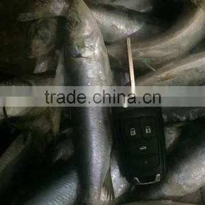 Fresh Frozen Sardine (Sardinella Longiceps) WR for Canning thumbnail-1