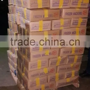 Frozen Fresh Fish Frozen Bonito for Export thumbnail-2