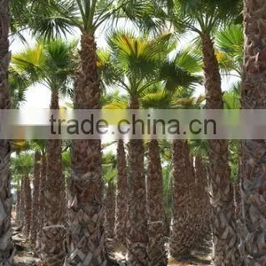 Washingtonia Robusta Palm Tree thumbnail-3