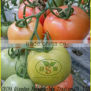Fresh Cherry Tomato/Fresh Tomatoes thumbnail-1