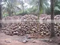 Fresh Natural Coconut Supplier thumbnail-1