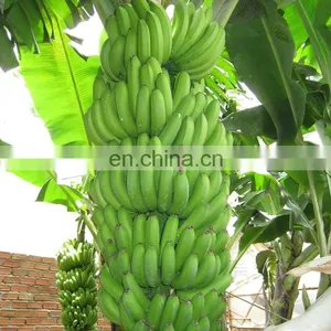Vietnam Fresh Laba Banana thumbnail-1
