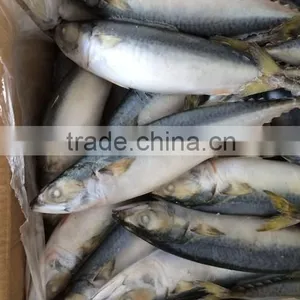 Frozen Scomber Japonicus With Size 6 -8 Pcs / kg thumbnail-6