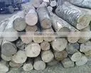 Styrax Logs for Making Core Veneer thumbnail-1