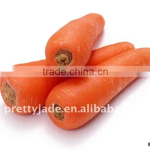 Professional Supplier of Fresh Carrot thumbnail-1