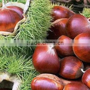 Chinese Fresh Chestnut thumbnail-1