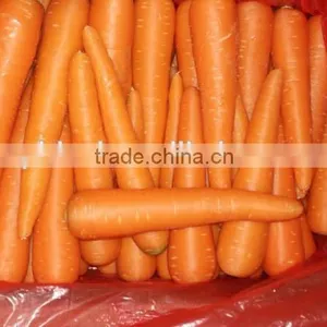 Carrot Price Carrot Farm Carrot Exporter 2016 Best Quality thumbnail-3