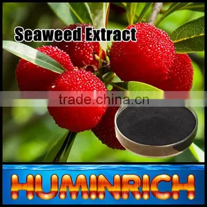 FAQ 27--Effect Of Seaweed Fertilizer On Red Bayberry thumbnail-1
