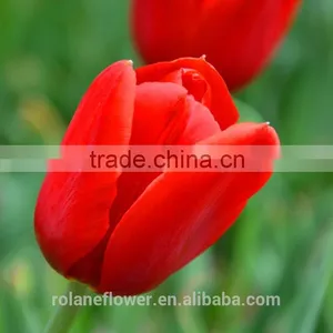 the High Quality Fresh Cut Tulip Bulbs Flower From Yunan thumbnail-3