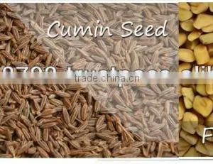 Spices thumbnail-1