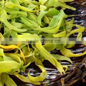 Ylang Ylang Essential Oil From India | Guaranteed 100% Pure Ylang-Ylang Oil thumbnail-4