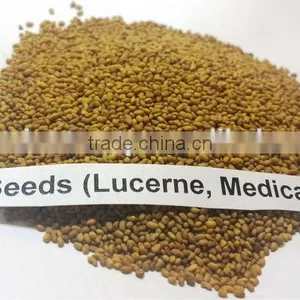 Top Quality Pakistan Kohenoor A1 Alfalfa Seed thumbnail-5