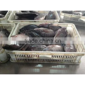 Individual Quick Frozen Tilapia Fish Whole Round thumbnail-1