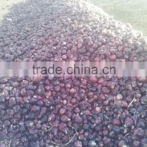 Liliaceous Vegetabless Product Type and Onion Type Fresh ONION for Sale thumbnail-4