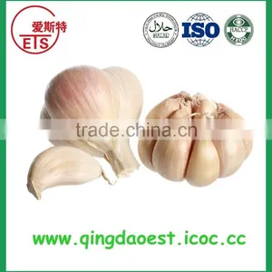 Good Quality and Best Price Hot Sale Fresh Pure White Garlic thumbnail-2
