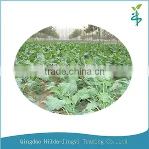 2015 100% Natural Organic Kale Powder thumbnail-1