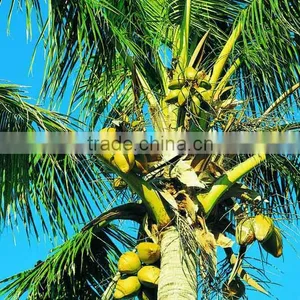 Coconut Seedling thumbnail-2