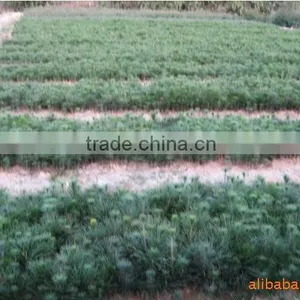 Pinus Massoniana Seedling thumbnail-1
