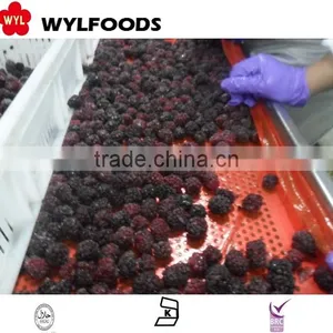 Chian Fruite Frozen IQF Black Berry thumbnail-1