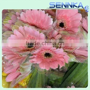 Honey Gerbera Natural Fresh Gerbera Bouquets thumbnail-1