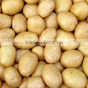 Vietnam Origin Potato 2016 New Crop With Wholesale thumbnail-4