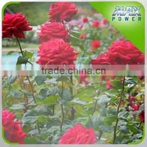 Smart Irrigation System Tape for Flower Garden thumbnail-6
