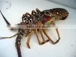 Live Spiny Lobster thumbnail-1