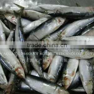 Export Wholesale Fish Frozen Sardine Fish thumbnail-1