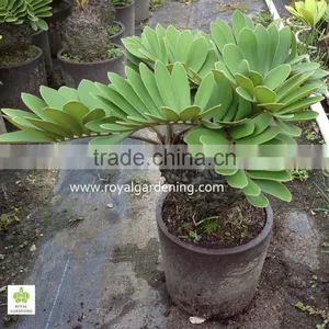 Zamia Furfuracea thumbnail-1