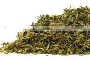 Stevia Leaves thumbnail-2