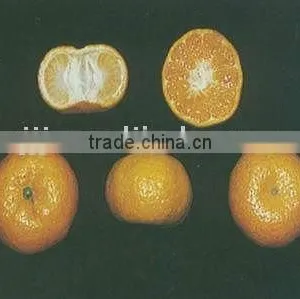 Kinds of Citrus Fruits Tangerine Orange thumbnail-1