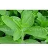 Oolong Tea Extract 30~90% Polyphenols (UV-VIS) thumbnail-1