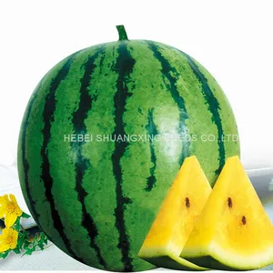 Early Matured Yellow Flesh Hybrid Watermelon Seeds Small Phoenix thumbnail-1